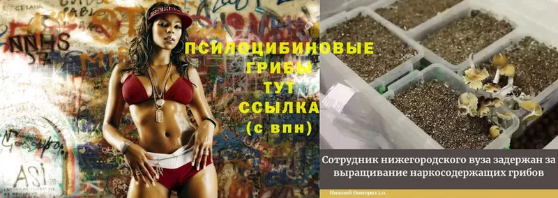 МЕГА ссылки  дарнет шоп  Майский  Псилоцибиновые грибы Psilocybe 